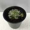 Houseleek, Sempervivum - Red tips