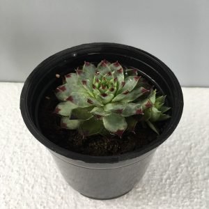 Houseleek, Sempervivum - Red tips