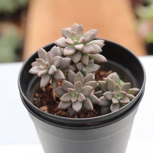 Graptopetalum Petandrum ‘Superbum’