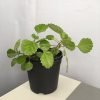 Swedish Ivy - Green, Creeping Charlie