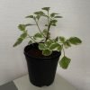 Swedish Ivy - Green and White, Creeping Charlie