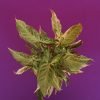 Silver Pearl Syngonium, Podophyllum