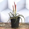 Tillandsia Didisticha