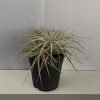 Tillandsia Tectorum Ecuador, Fluffy Air plant
