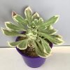 Tree Aeonium Variegated, Tree Housleek