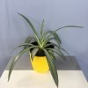 Variegated Agave