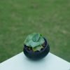 Variegated Dwarf Agave