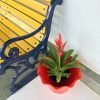 Flaming Sword Plant, Vriesea Splendens